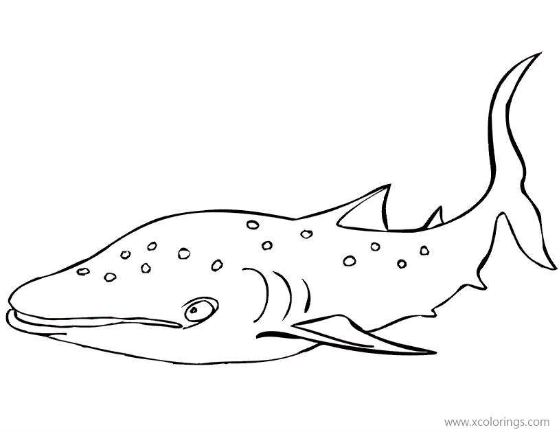 big whale shark coloring pages  xcolorings