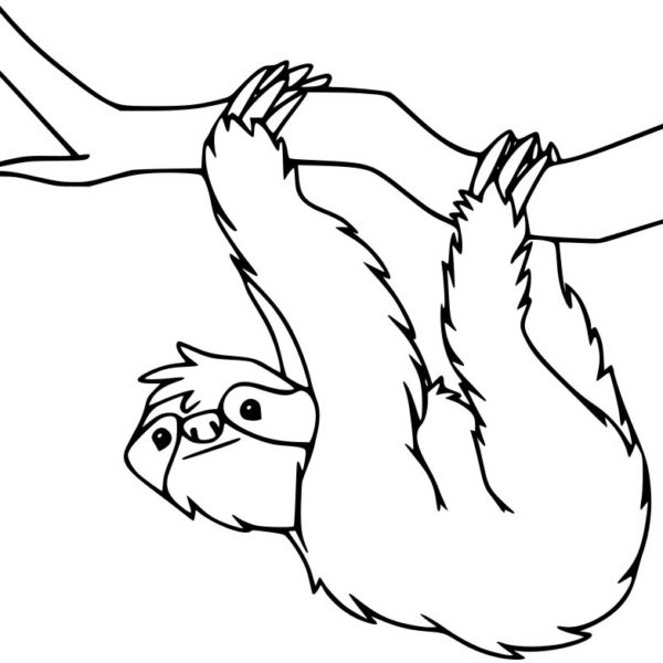 Simple Three Toed Sloth Coloring Pages - XColorings.com