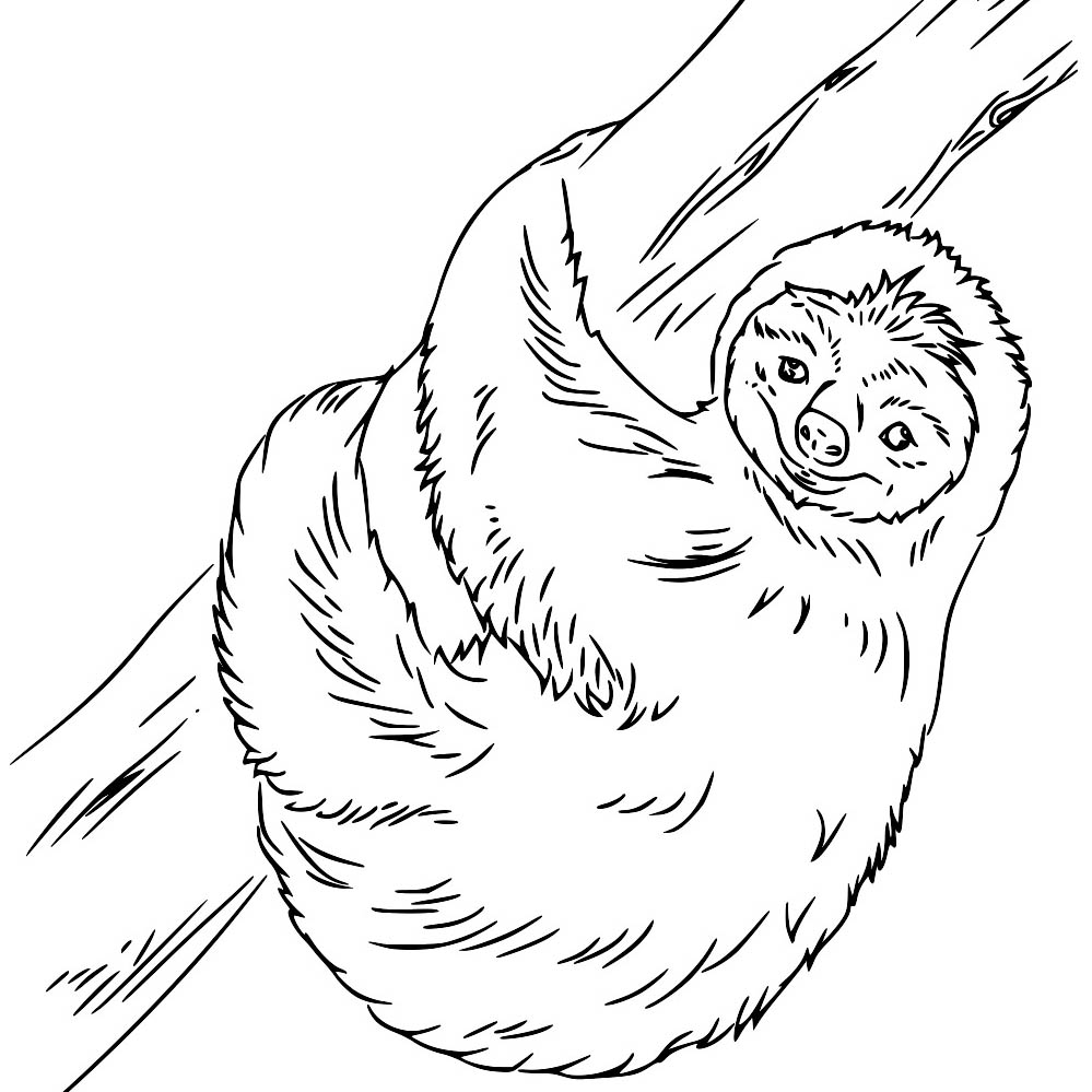 Printable Sloth Coloring Pages