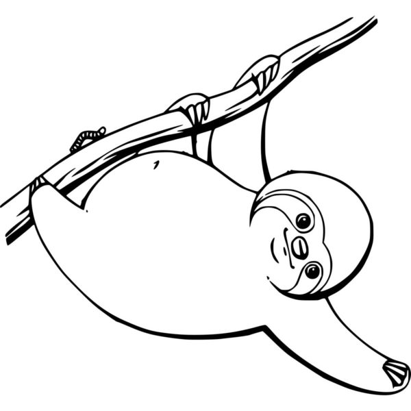 Sloth is Sleeping Coloring Pages - XColorings.com